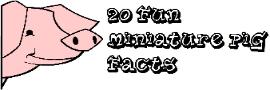 20 fun facts about miniature pigs