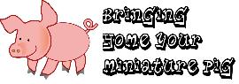 Bringing home your miniature pig
