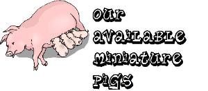 Our available miniature pigs