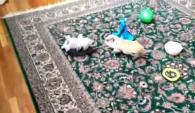 Video of miniature pig playing